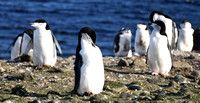 Chinstrap Penguins