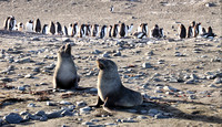 Antarctica fur Seals