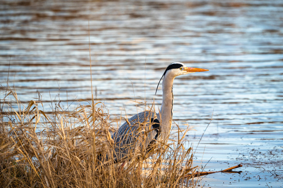 Fischreiher an der Elbe