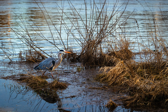 Fischreiher an der Elbe