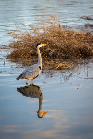 Fischreiher an der Elbe