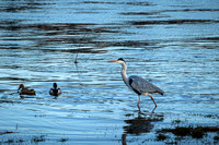 Blauer Fischreiher