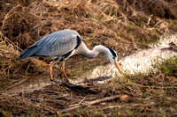 Blauer Fischreiher