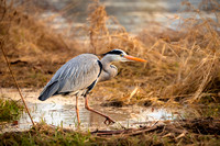 Blauer Fischreiher