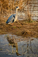 Blauer Fischreiher