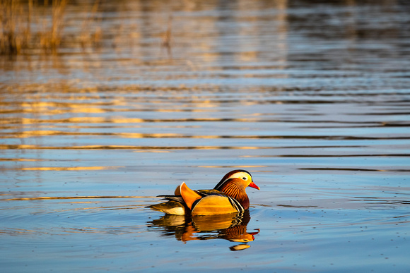 Mandarin Duck im Abendlicht