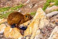 Dassie