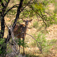 Kudu Female