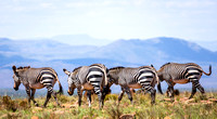 Mountain Zebras