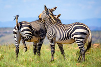 Mountain Zebras