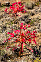 Flowering Desert