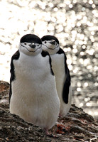 Chinstrap Penguins