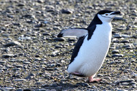 Chinstrap Penguin