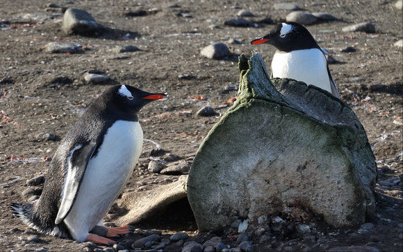 Gentoos Penguins